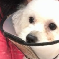 悩み 一人暮らしでわんちゃんを飼うと睡眠不足になった トイプードルと筋トレに救われたアラサー Note 悩み 一人暮らしでわんちゃんを飼うと睡眠不足になった トイプードルと筋トレに救われたアラサー Note
