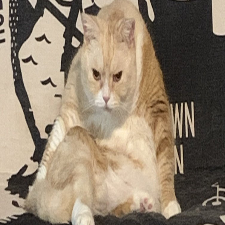 📻stand.fm スタエフ🎤 猫ちゃんに憧れる｜こうじ｜量子×心理で幸せ設計