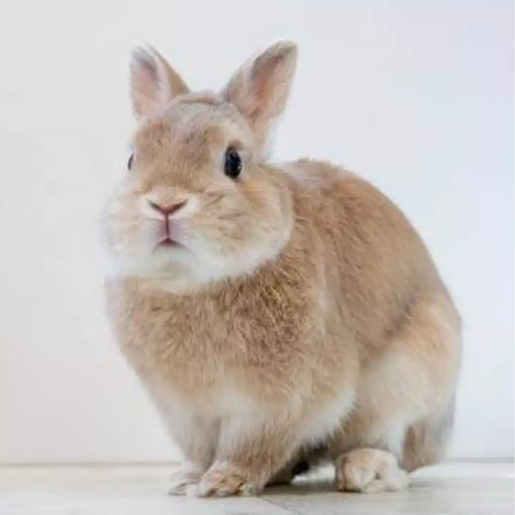 うさぎらしいな