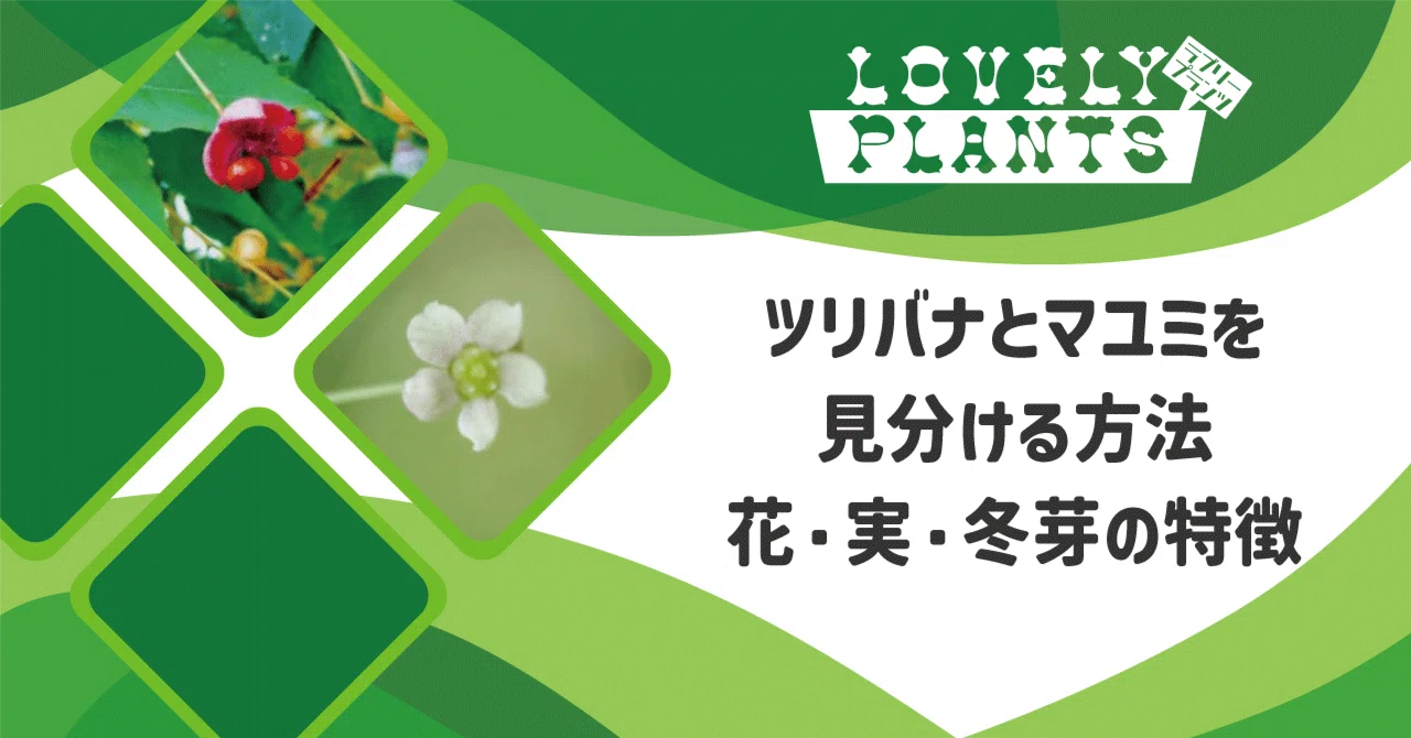 ツリバナとマユミを見分ける方法｜花・実・冬芽の特徴｜lovely plants@note