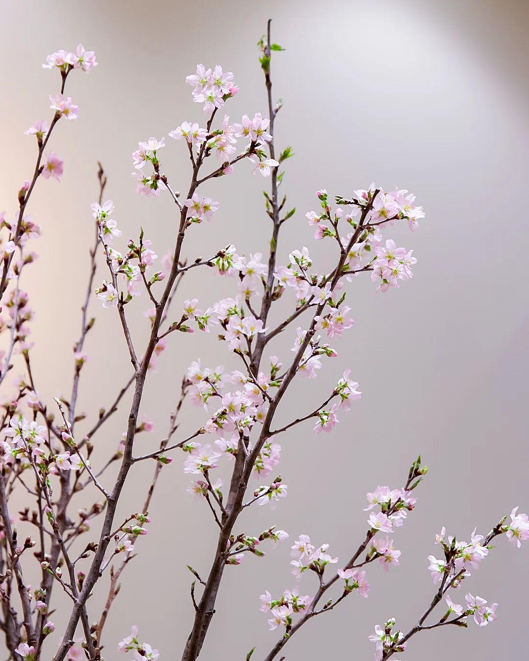 🌸啓翁桜のひみつ🌸｜D.STYLE