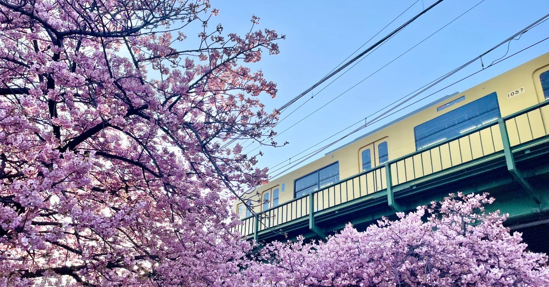February 18, 2026 Blooming Status] The 22nd Miura Kaigan Cherry