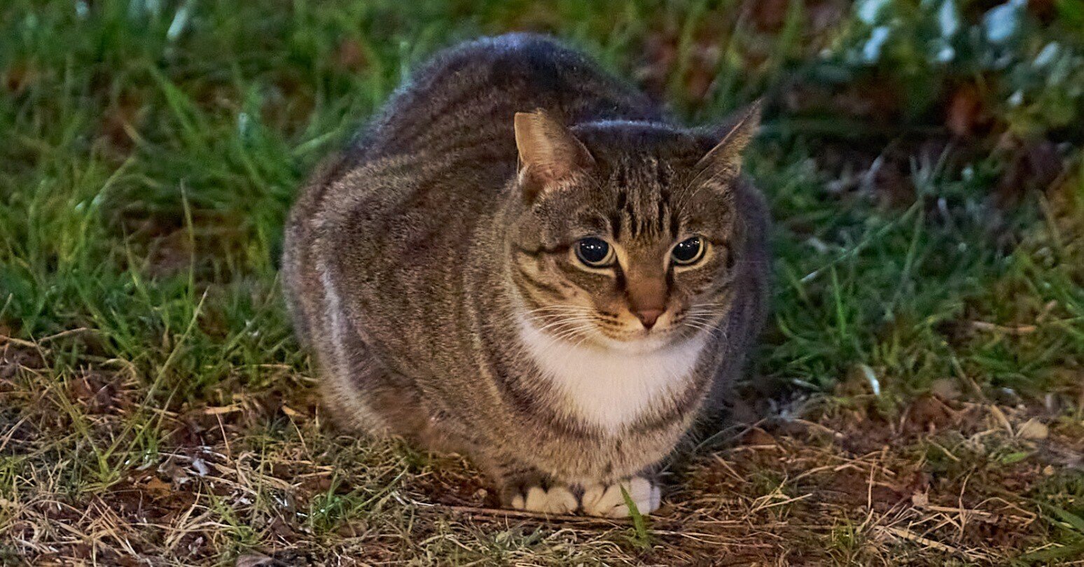 Today's neighborhood cat 20260218｜kuronekonyasan