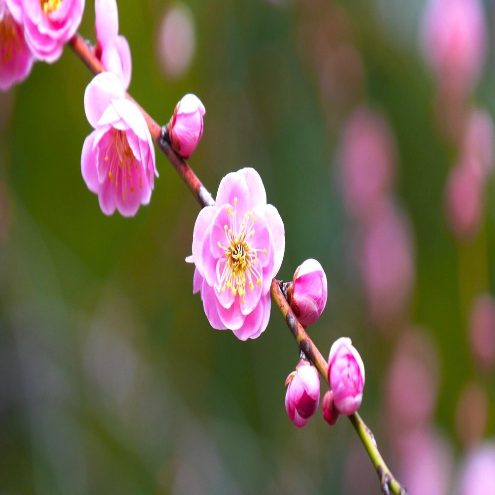 2026年 春の花、梅｜久露見庵(くろみ庵)@天気と気候と自然を考える