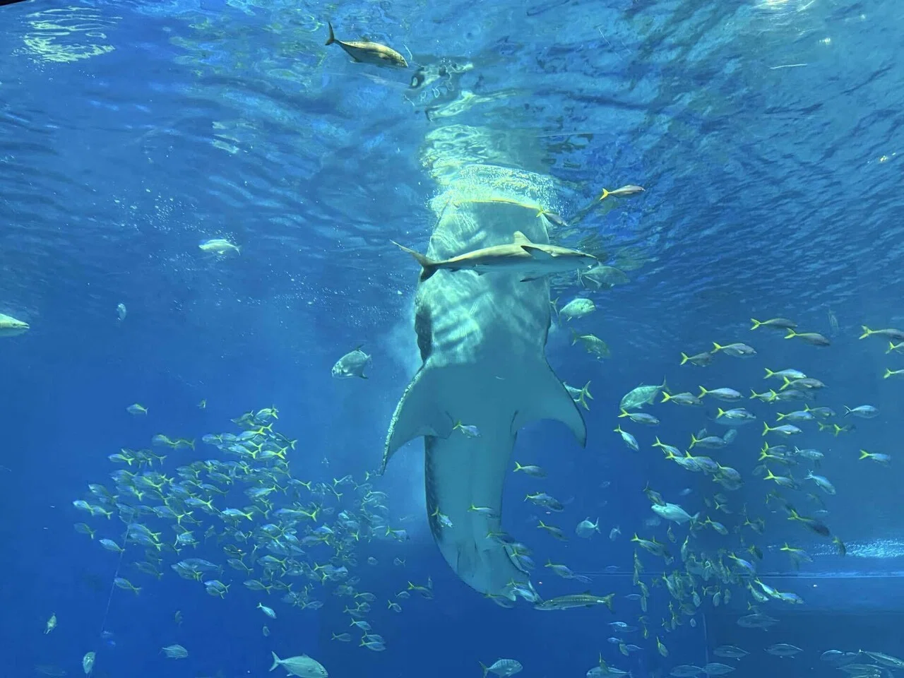沖縄】美ら海水族館 大水槽｜ジンベエザメはどうやってゴハンを食べる