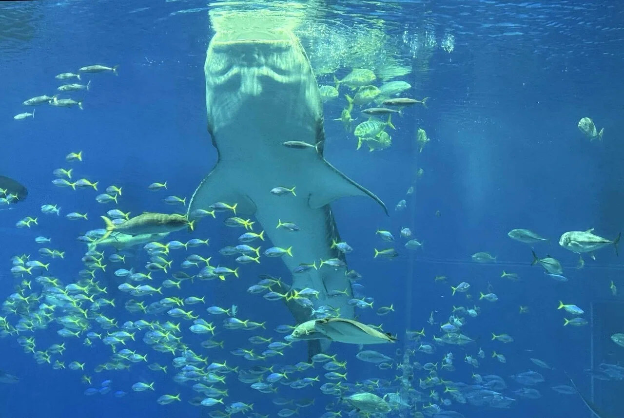 沖縄】美ら海水族館 大水槽｜ジンベエザメはどうやってゴハンを食べる