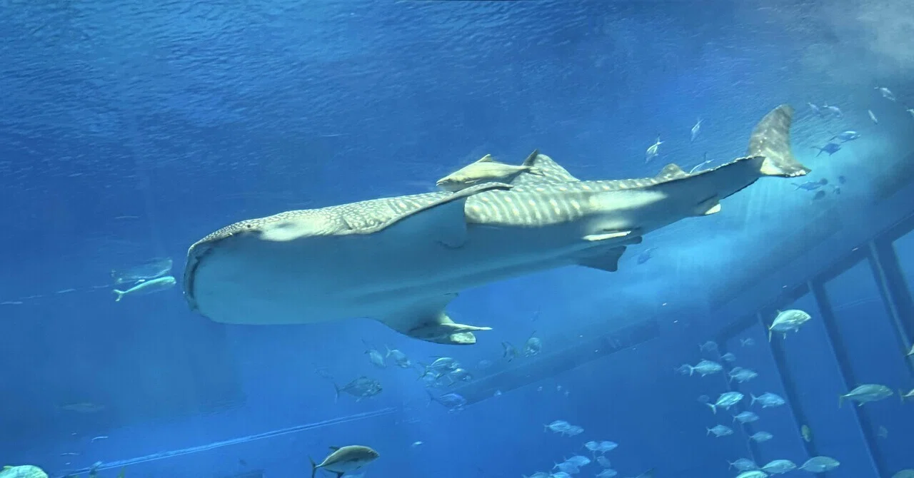 沖縄】美ら海水族館 大水槽｜ジンベエザメはどうやってゴハンを食べる