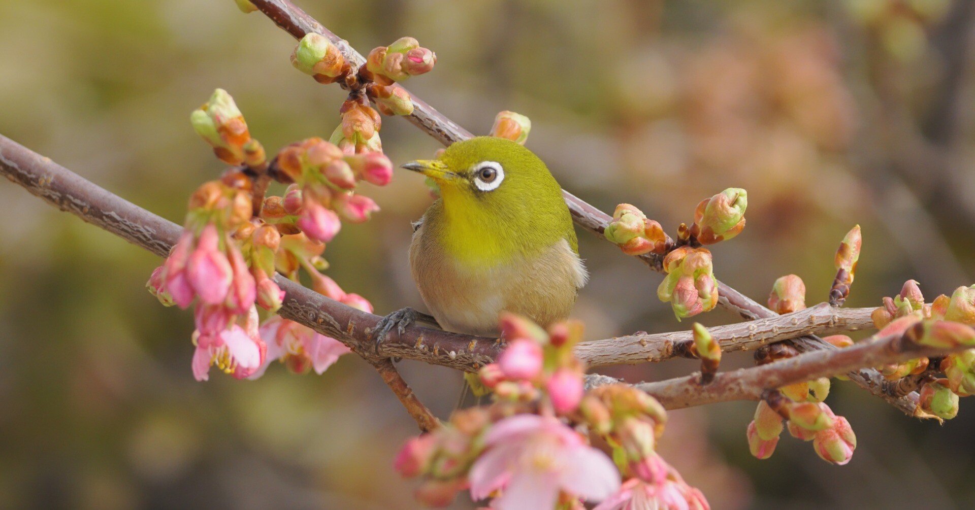 野鳥撮影】あきらめない先に待っていたご褒美。空堀川の河津桜と