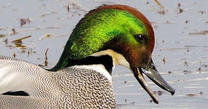ヨシガモ 今シーズンは自立自存｜神戸の野鳥note@きたの みつよし