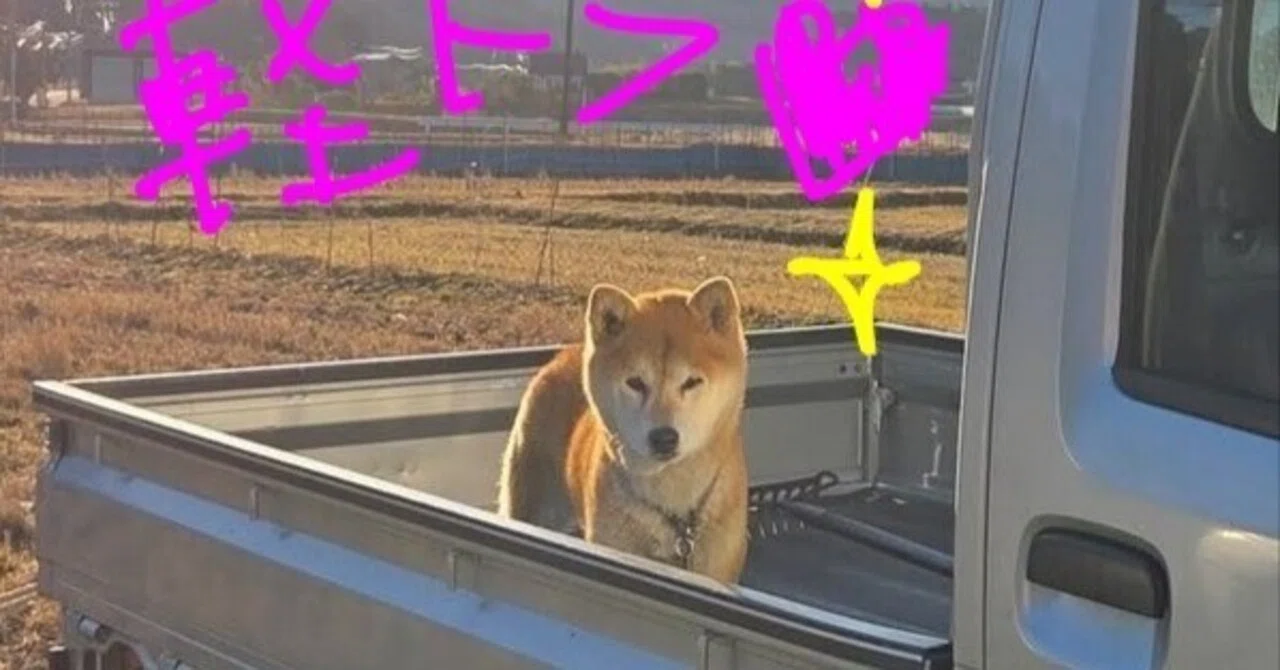 💛デイサービスで飼っている柴犬の話vol.2🐶さくら🌸編｜りんごりん