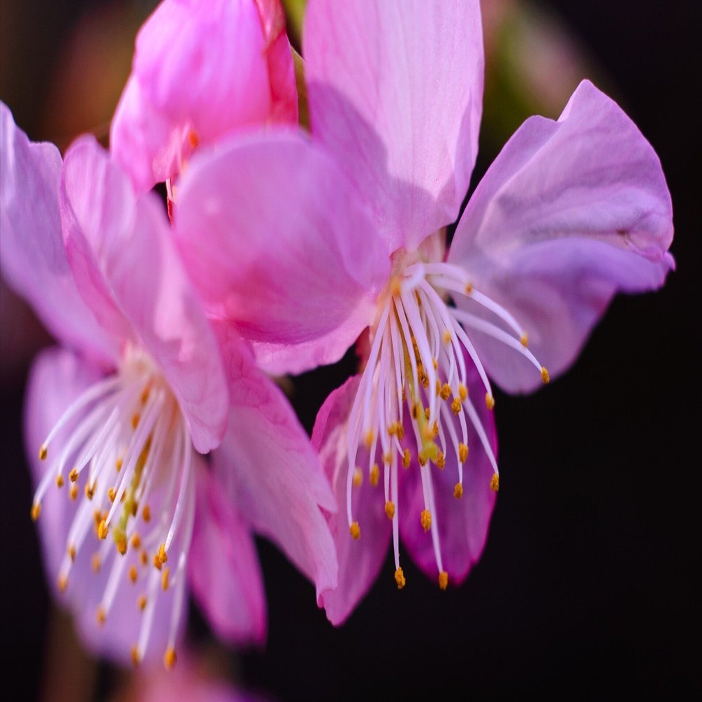 桜が咲いた日。｜KOZO