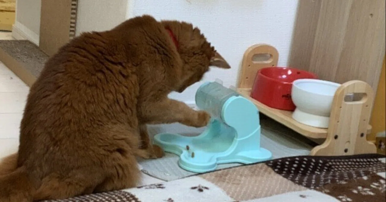 猫ですニャー(10)|チャイナ零弌