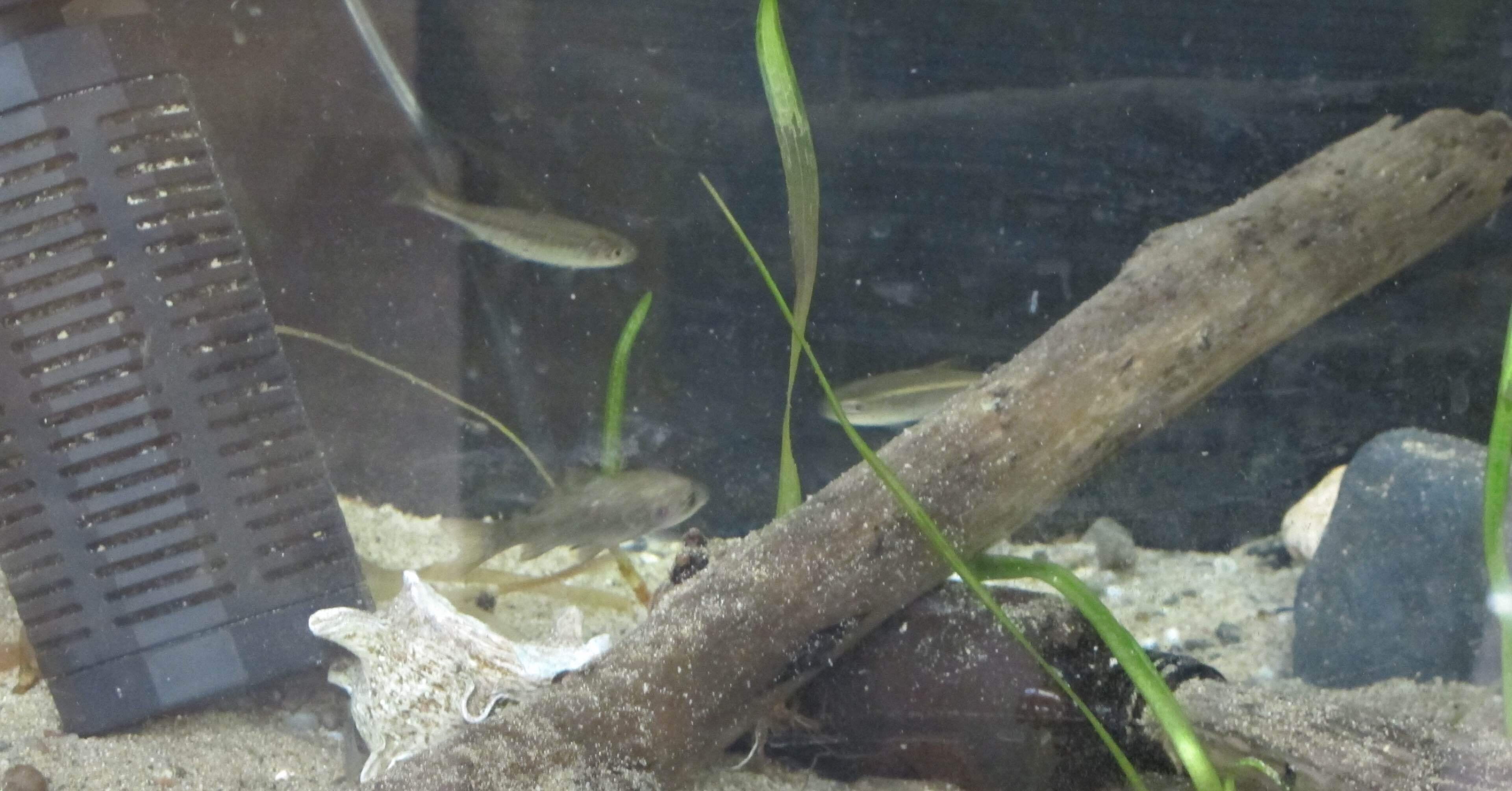 今日の水槽14（滋賀県立河瀬中学校・高等学校科学部魚班）｜100年後に