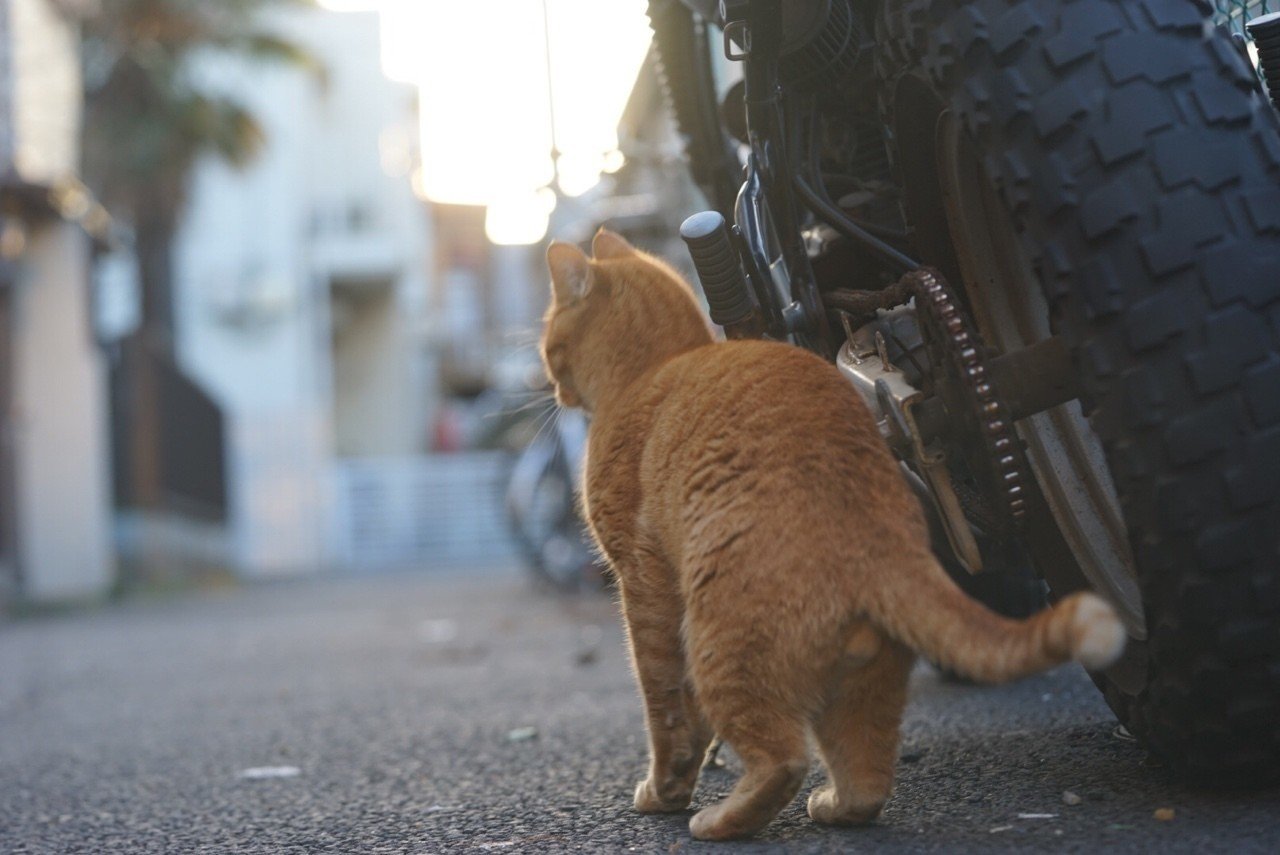 朝とバイクと茶トラ猫 ねこかます Note