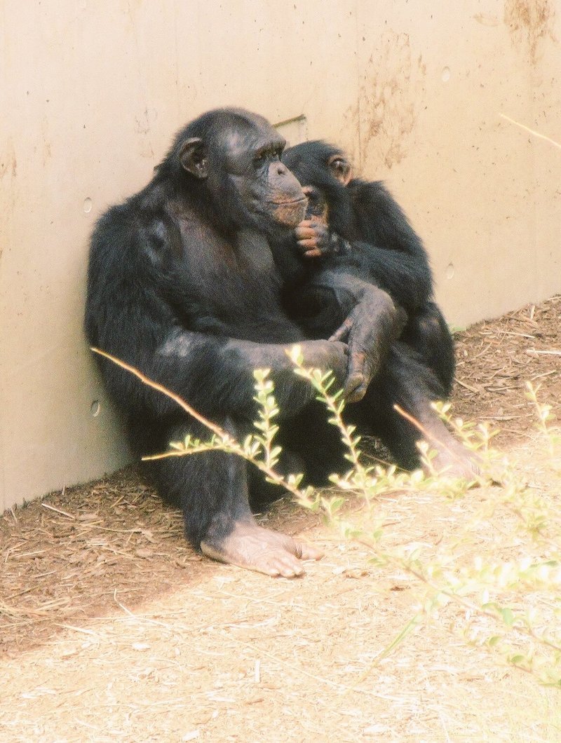戦後日本チンパンジー列伝 ジョー 没後の多摩動物公園 チンパンジー村 ラッキーの一族 ケンタの一族 おらんうーたんになりたい Note