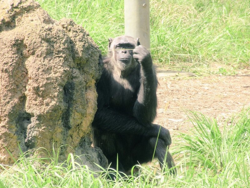 戦後日本チンパンジー列伝 ジョー 没後の多摩動物公園 チンパンジー村 ラッキーの一族 ケンタの一族 おらんうーたんになりたい Note