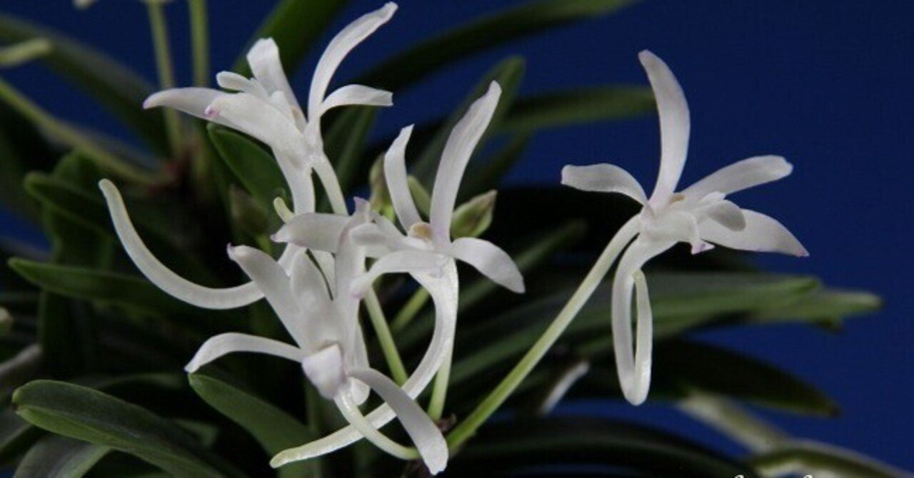 富貴蘭「山 翠」の花（過去の画像倉庫から）｜KJ Morison