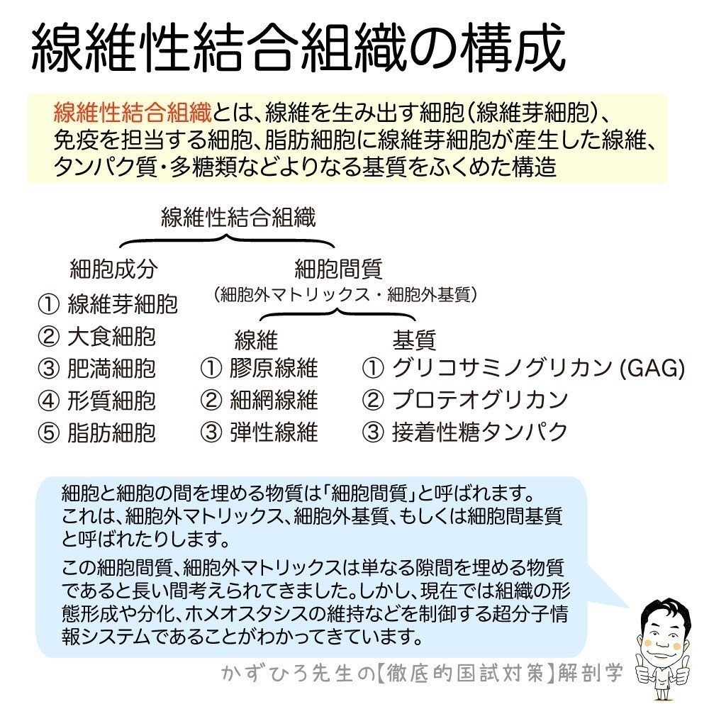 1 2 2 組織 結合組織 解説 マガジン記事 かずひろ先生 黒澤一弘 解剖学 Note