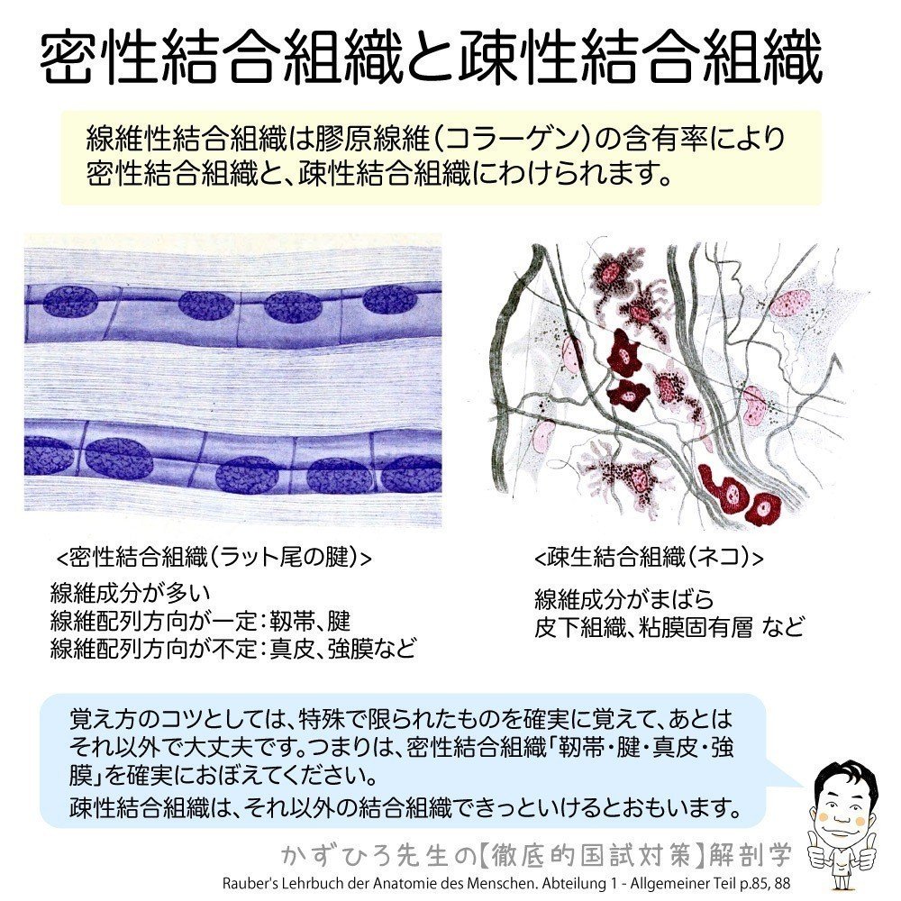 1 2 2 組織 結合組織 解説 マガジン記事 かずひろ先生 黒澤一弘 解剖学 Note 1 2 2 組織 結合組織 解説 マガジン記事 かずひろ先生 黒澤一弘 解剖学 Note