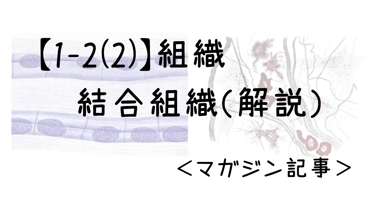 1 2 2 組織 結合組織 解説 マガジン記事 かずひろ先生 黒澤一弘 解剖学 Note