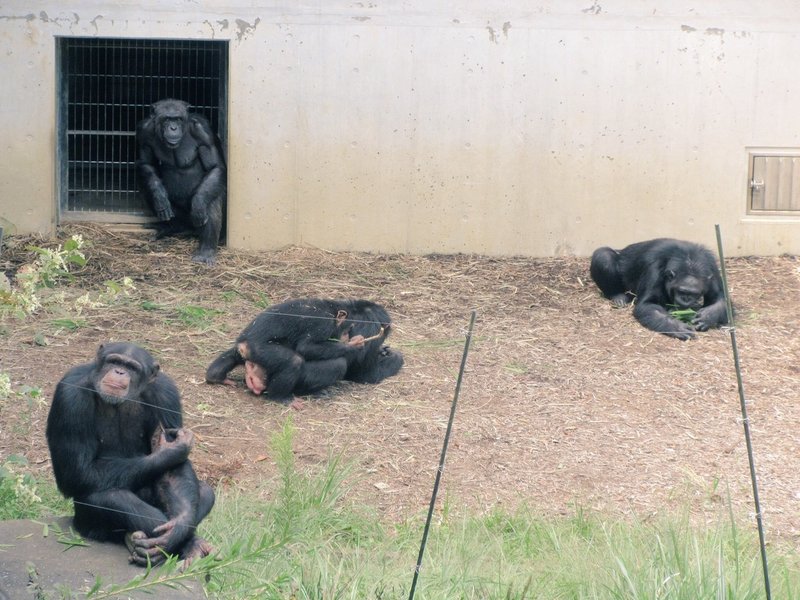 戦後日本チンパンジー列伝 ジョー 没後の多摩動物公園 チンパンジー村 ラッキーの一族 ケンタの一族 おらんうーたんになりたい Note