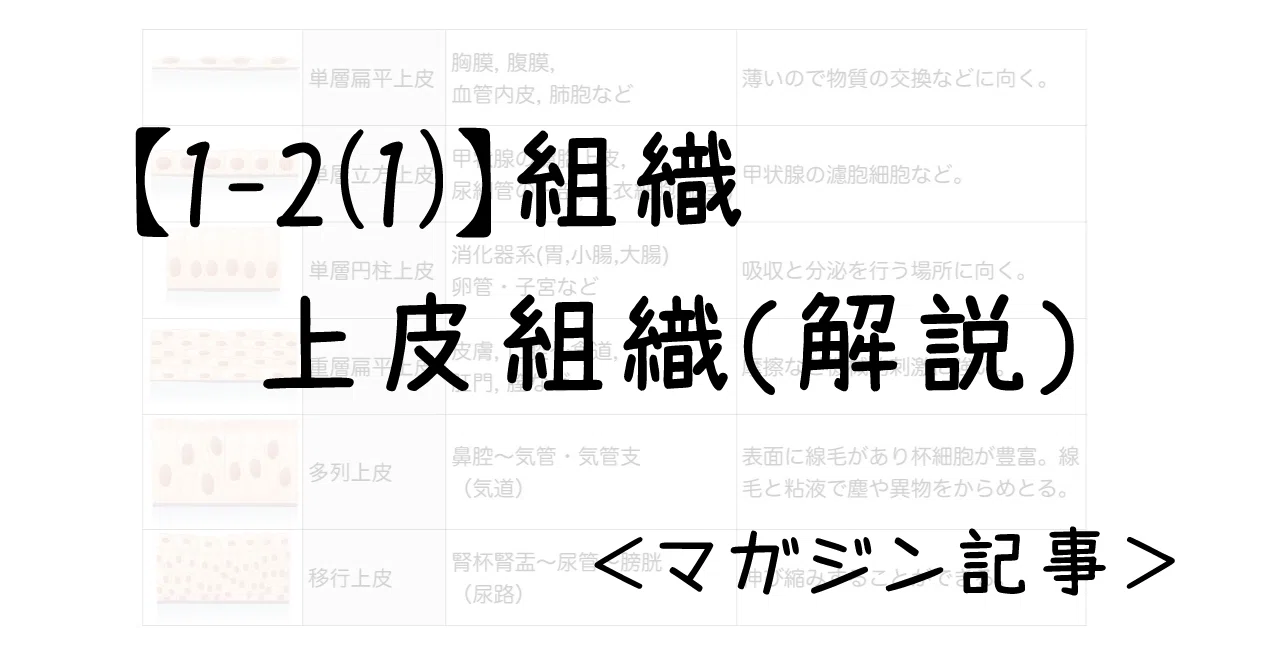 1 2 1 組織 上皮組織 解説 マガジン記事 黒澤一弘 Note