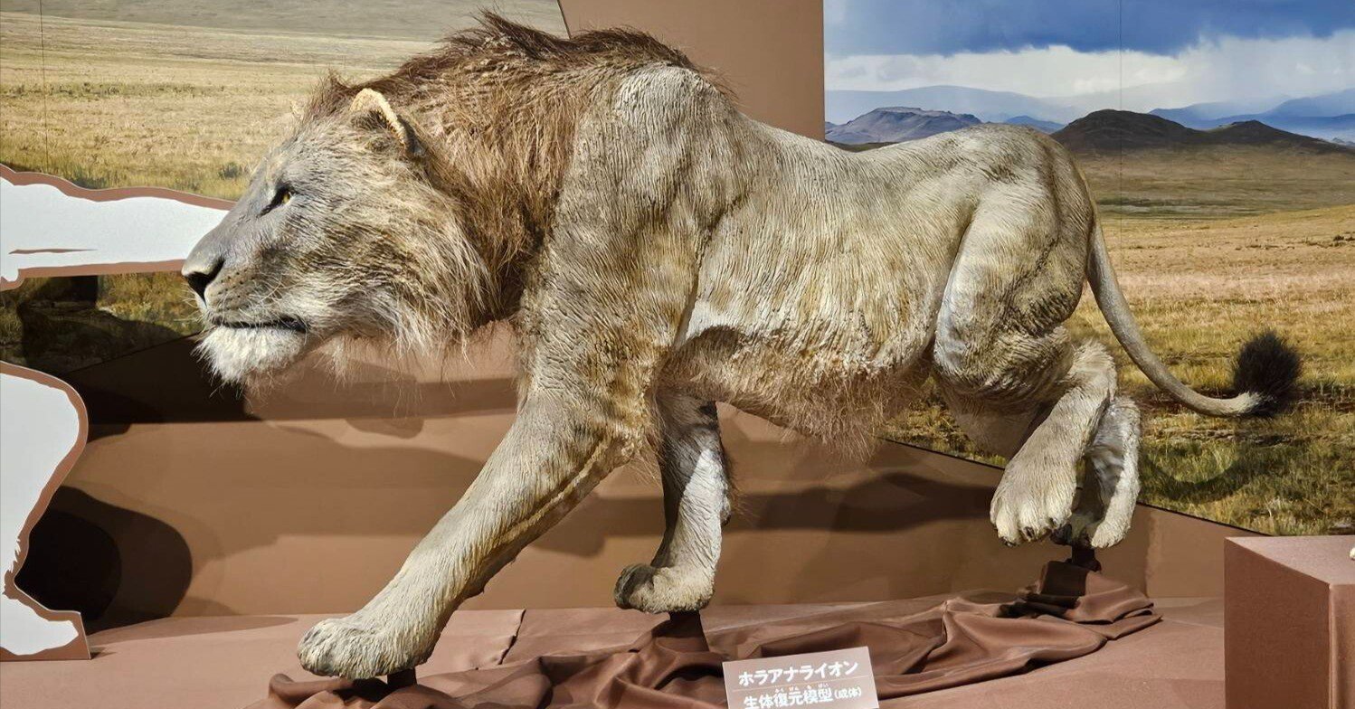 ホラアナライオンと過去の記事につきまして｜美原さつき