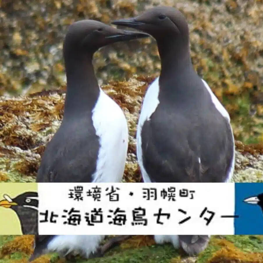 北海道海鳥センター