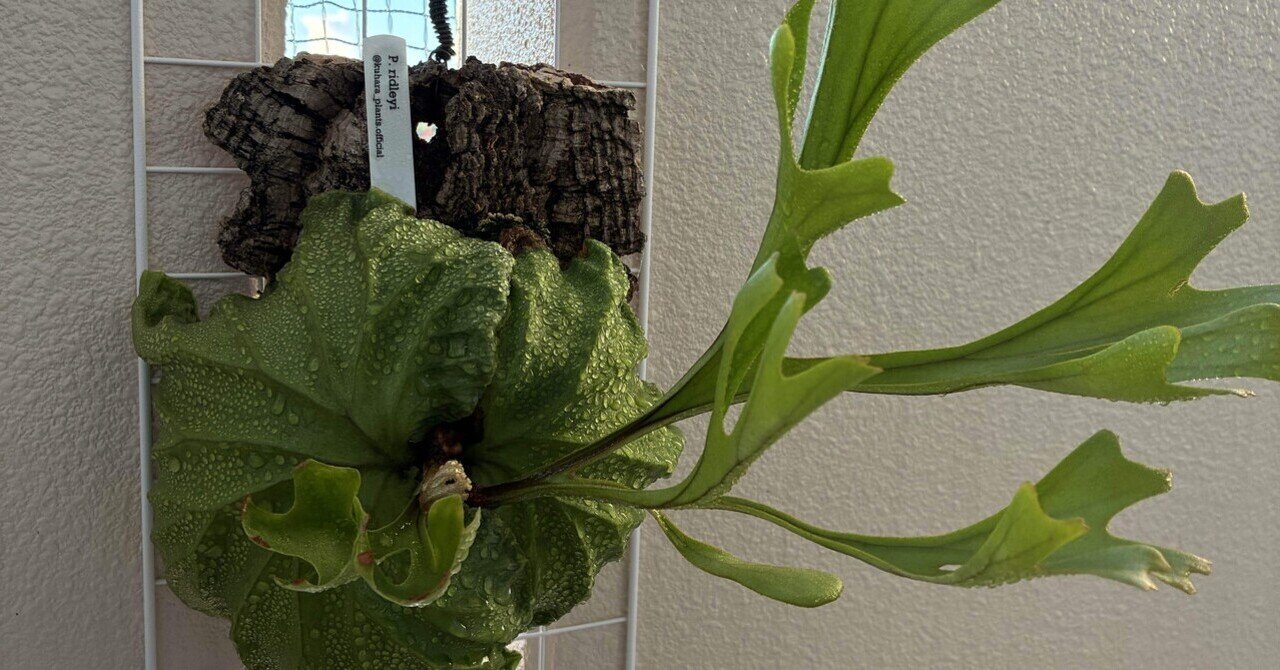 ビカクシダ リドレイ①｜半人前育成者