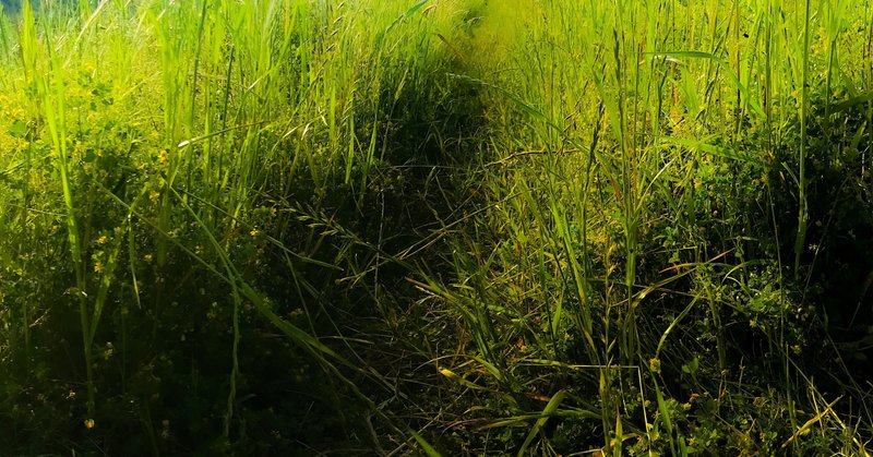 草むらの小径 / Narrow path in the grass (2020)