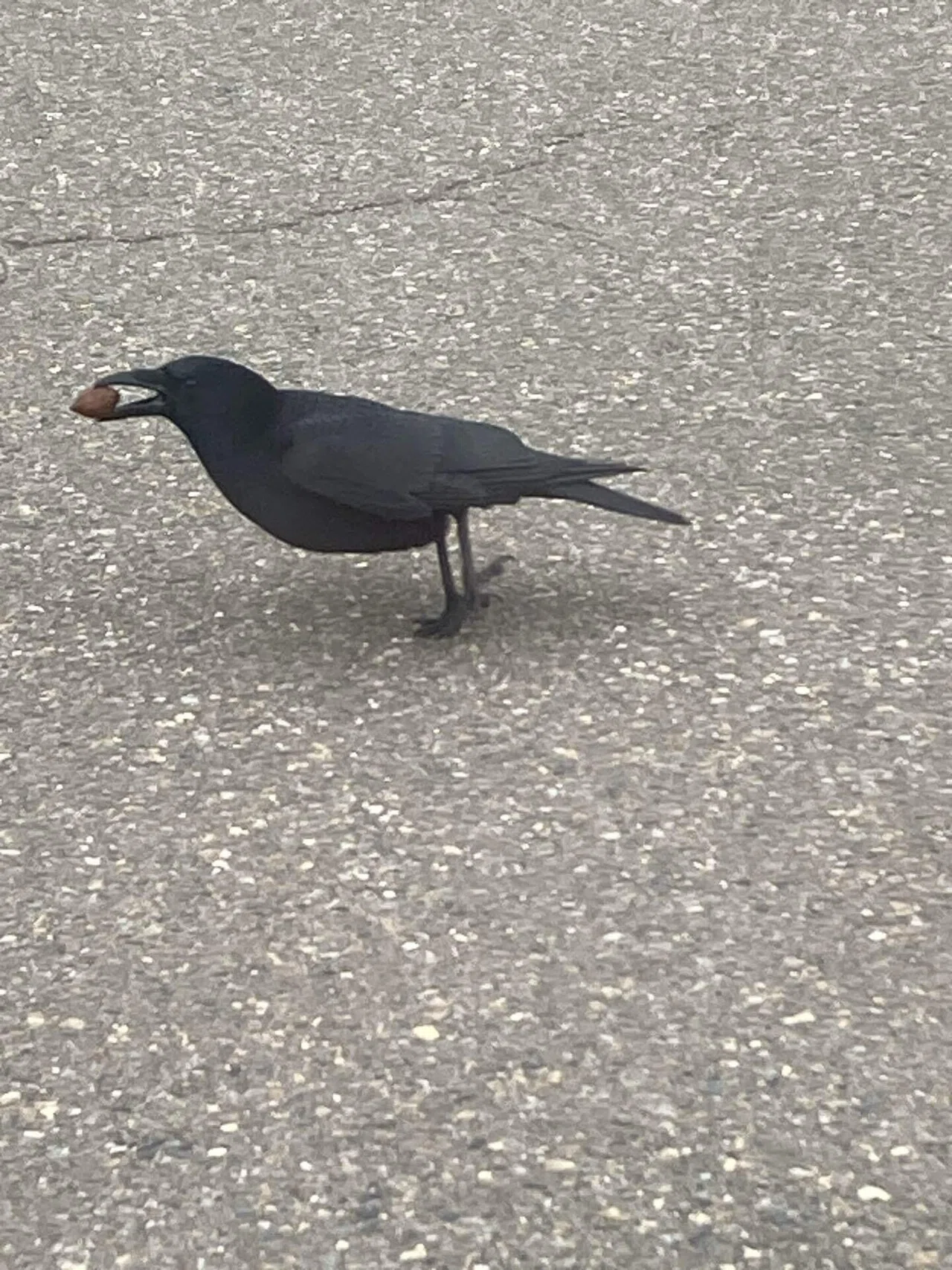 君の名は、ハシブト？ハシボソ？～カラスと仲良くなるための「鳥説