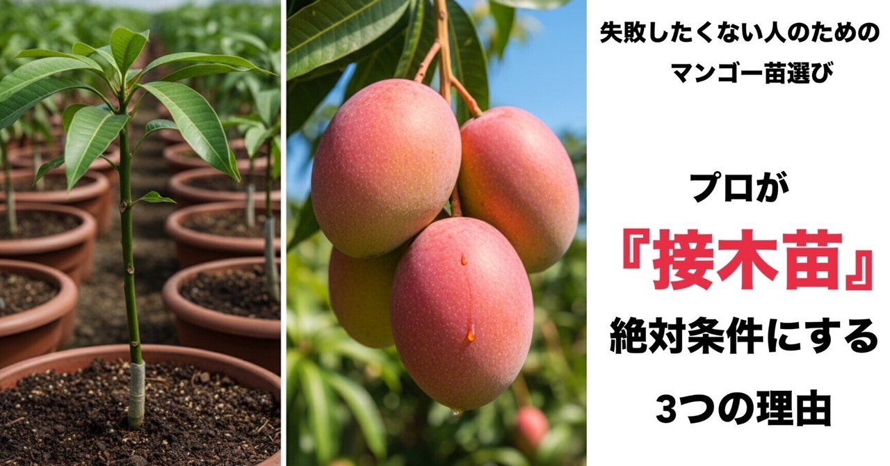 マンゴー栽培の「真実」：なぜプロは実生ではなく『接木苗』を選ぶのか