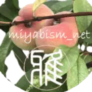 雅