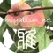 雅