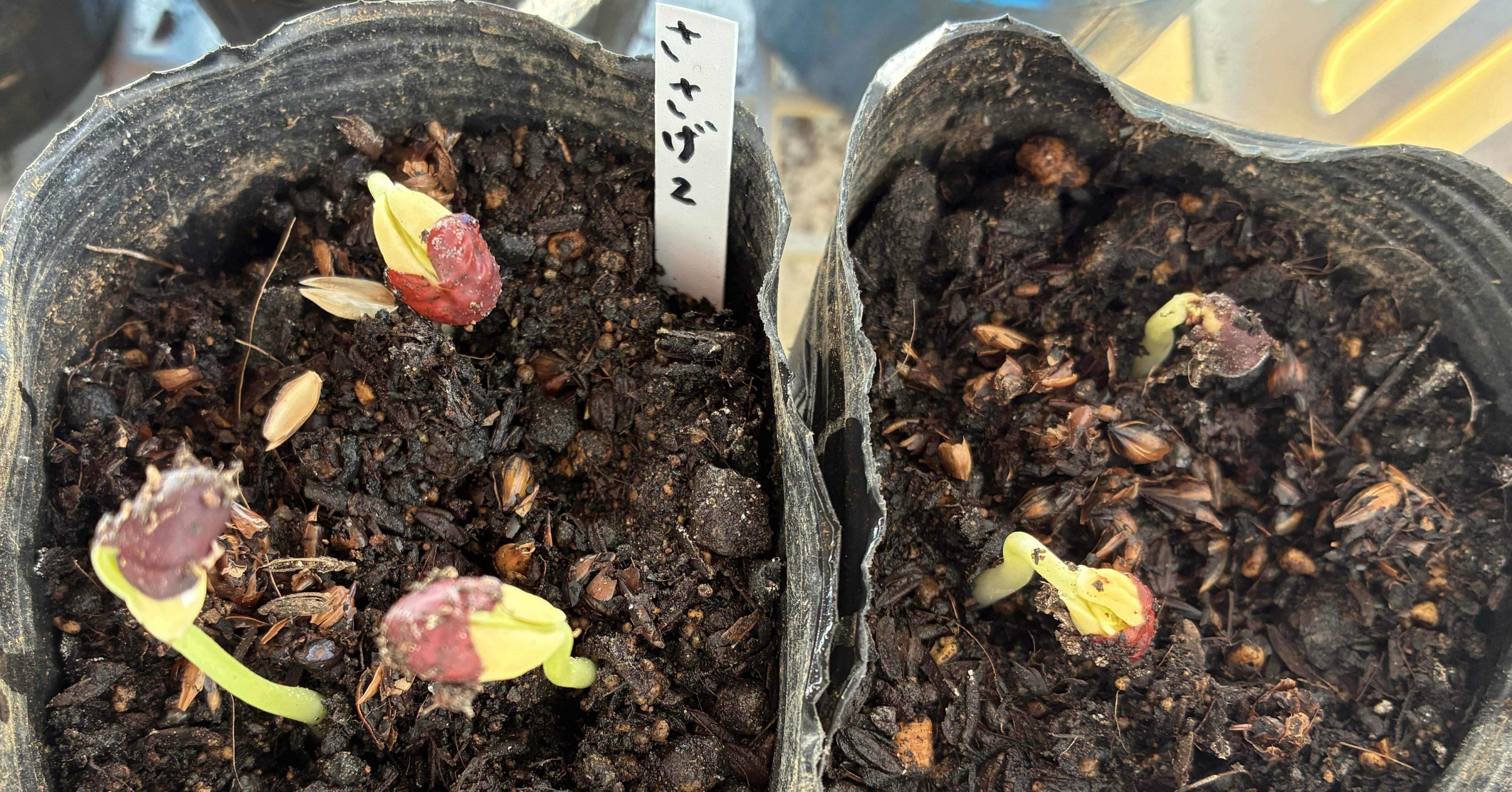 春に向けての発芽実験🌱&冬の畑〜もう一つの畑より｜mimoza 手作り