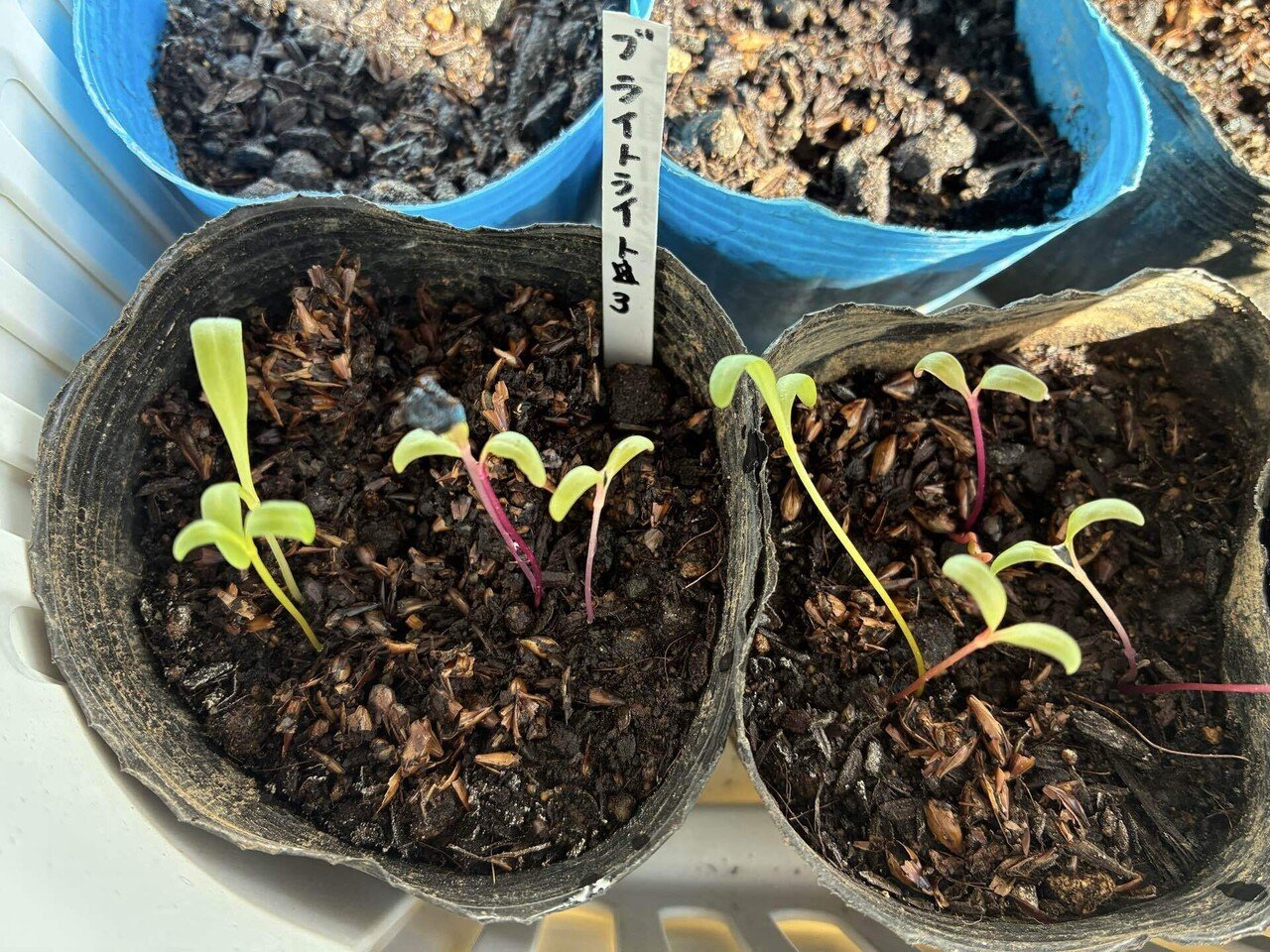 春に向けての発芽実験🌱&冬の畑〜もう一つの畑より｜mimoza 手作り