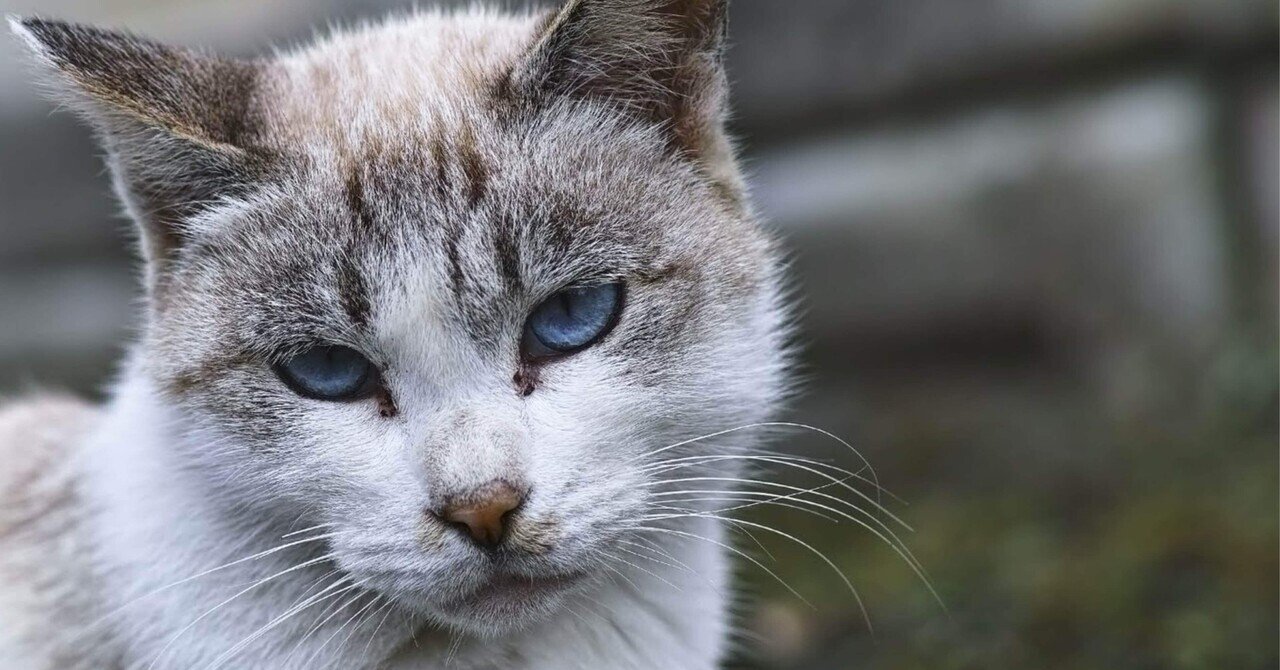 162 cats / SIGMA SD1 Merrill 〜 猫の記憶とその記録 031