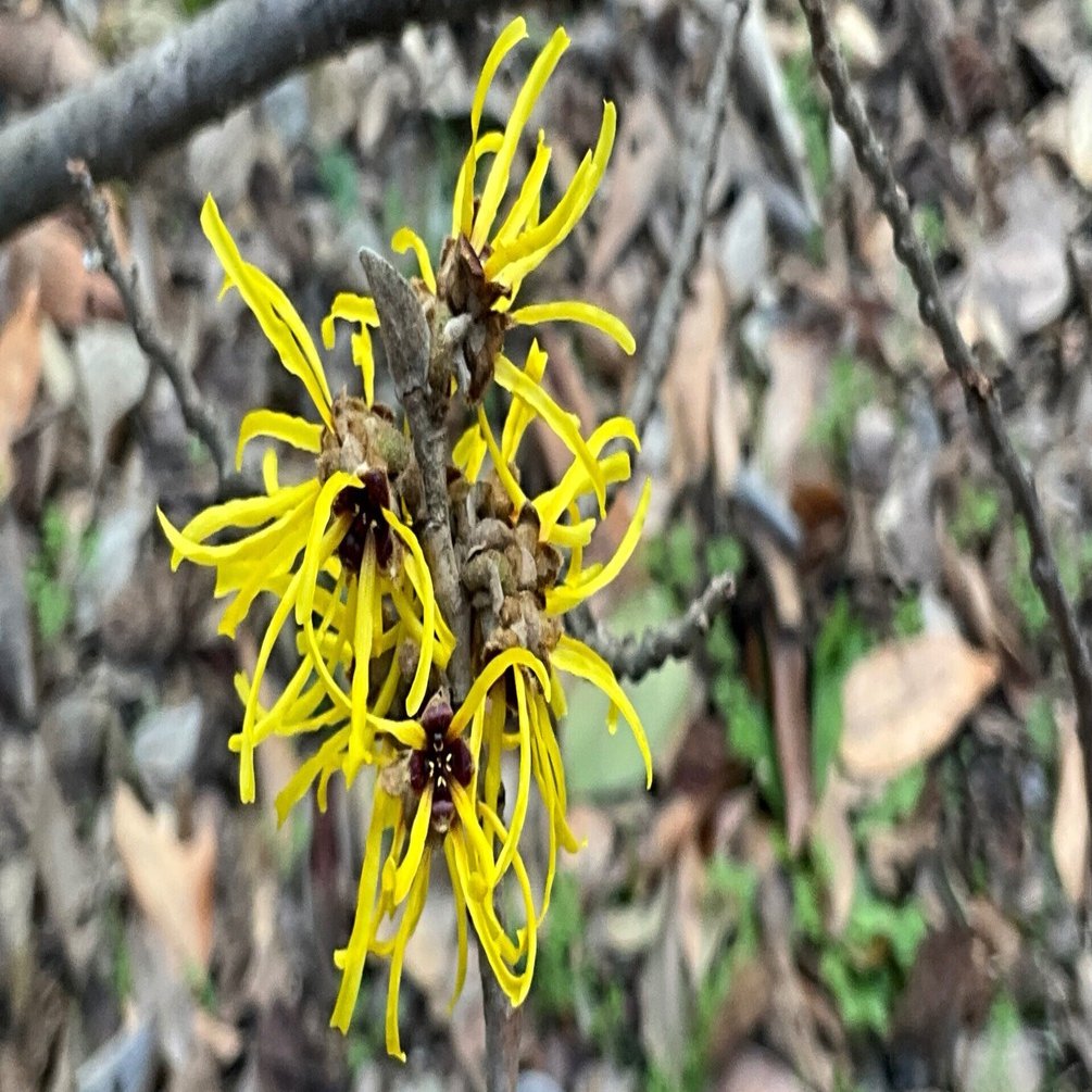 シナマンサク（京都府立植物園）No.62：2026年2月19日（木）｜藤井秀昭