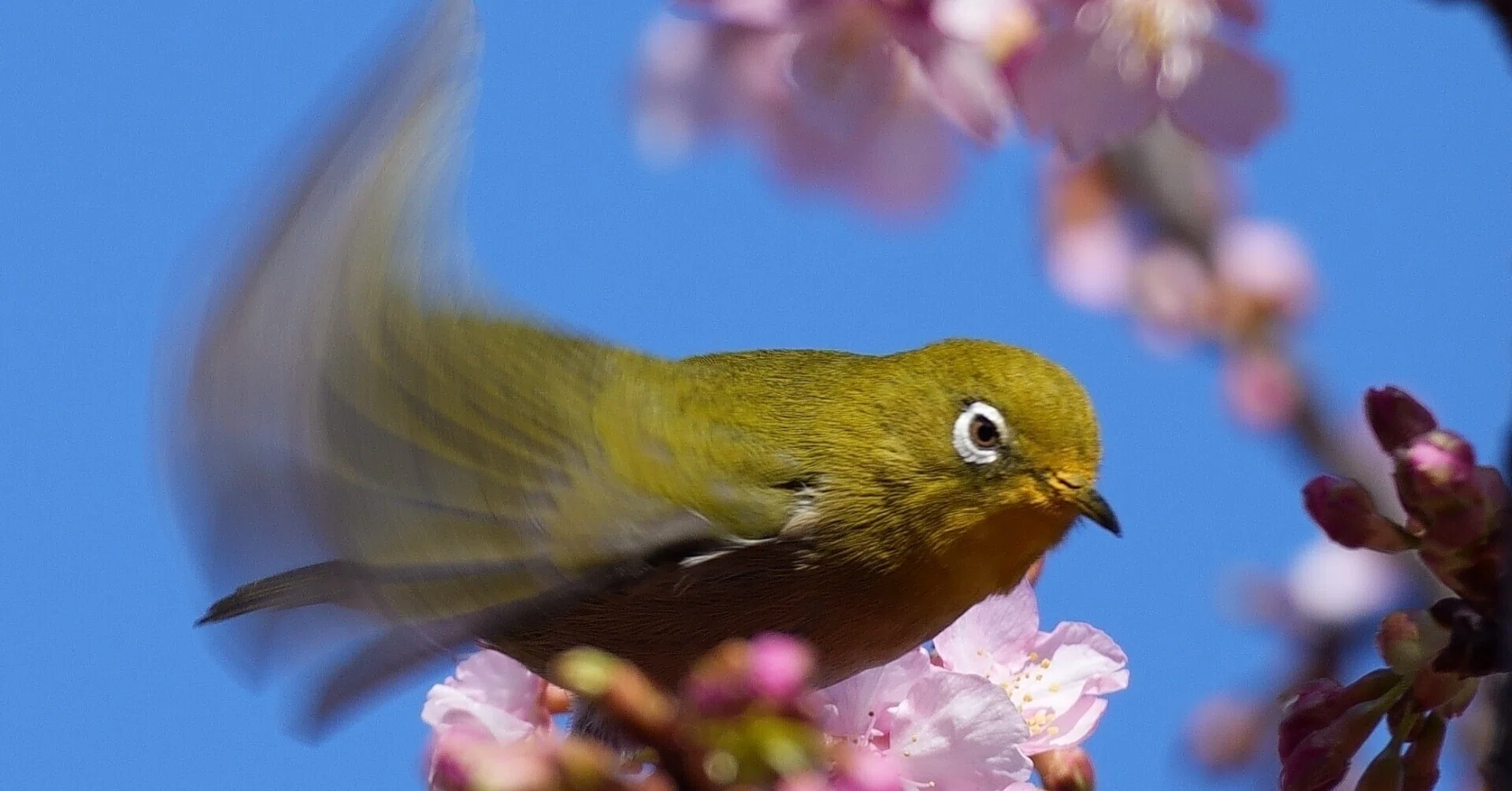 野鳥観察シリーズ⑩]都筑区大原みねみち公園・茅ヶ崎公園・鴨池公園