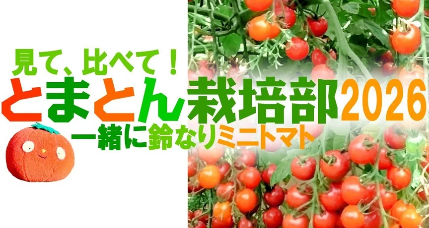 とまとん栽培部2026とまとん母さんと目指す鈴なりミニトマト - 2026-04