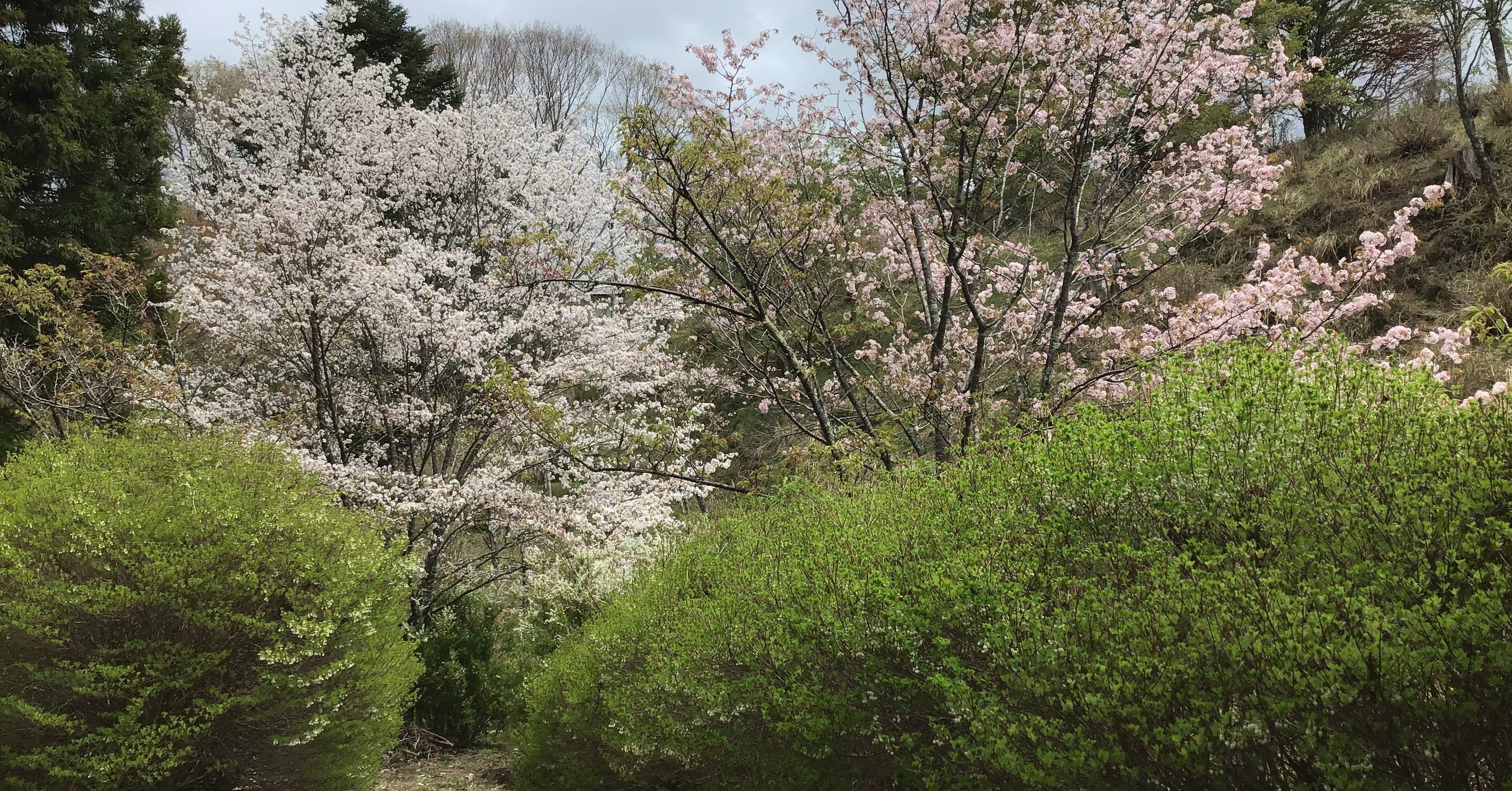 高野山 桜だより 05 10 高野山法徳堂 空海と高野山の魅力を独自の視点で伝えています Note