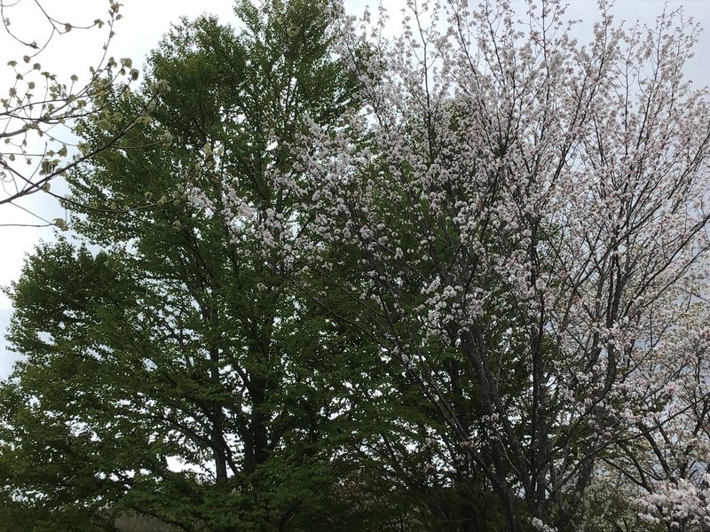 高野山 桜だより 05 10 高野山法徳堂 空海と高野山の魅力を独自の視点で伝えています Note