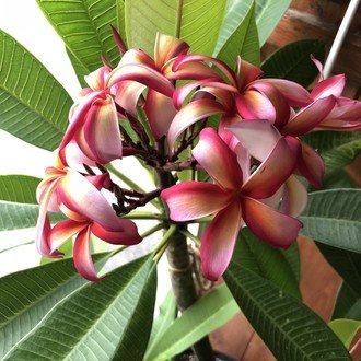 プルメリア ページ 269.jpg