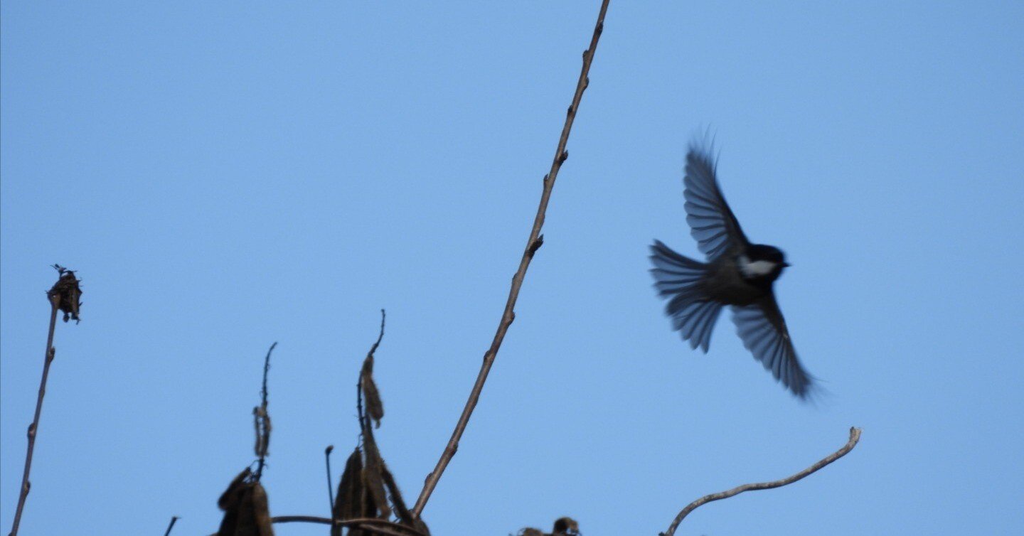 昼休みの小鳥たち 2026年2月｜ちる@鳥見の時間