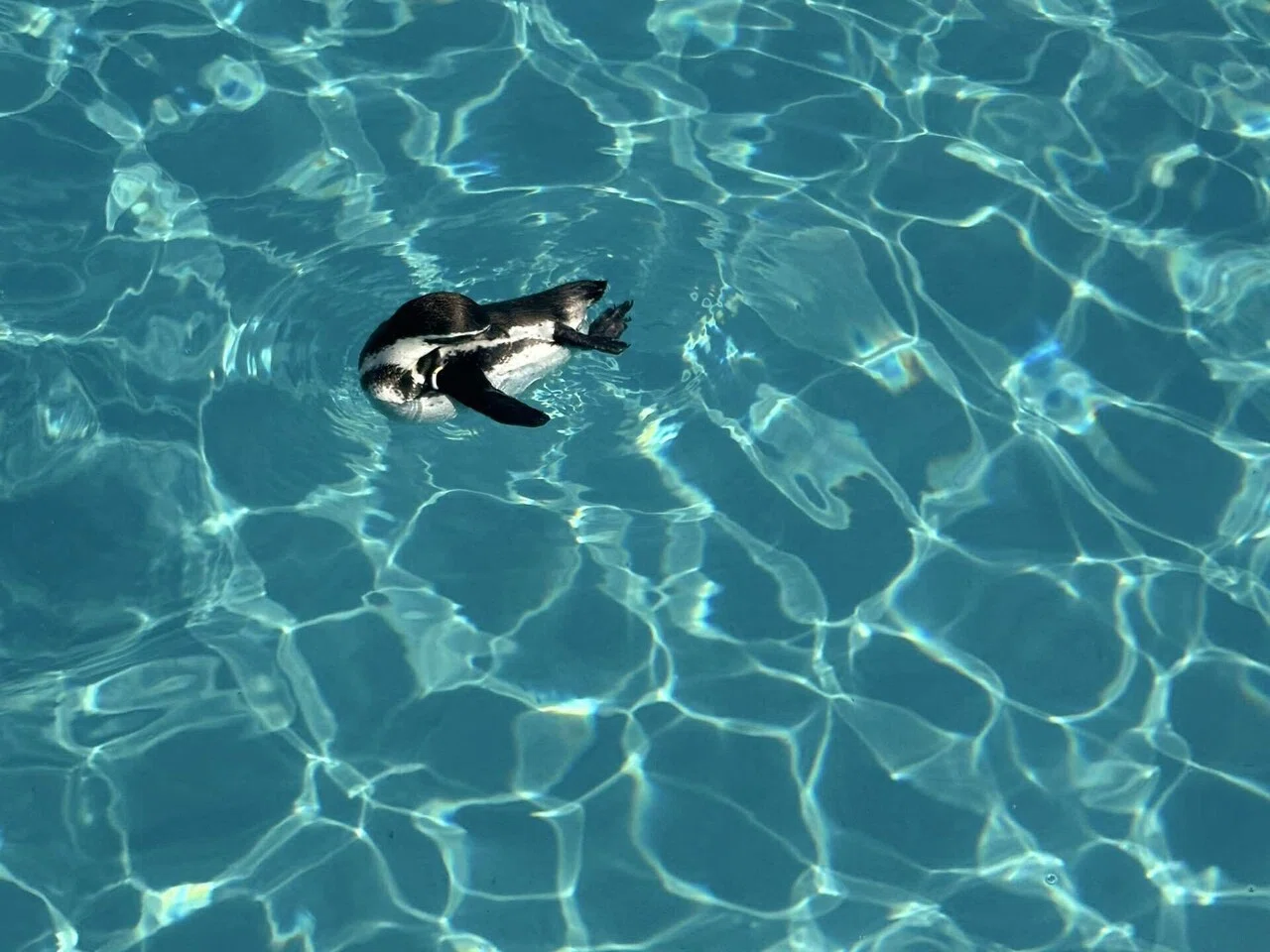 葛西臨海公園、水族園に行ってきた！🐟🎡｜どんぐりの日常