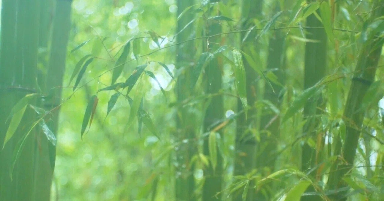 古来、日本人はなぜ竹を薬として使っていたのか～竹の葉・竹炭・竹酢液って役に立つの？～｜take.up123