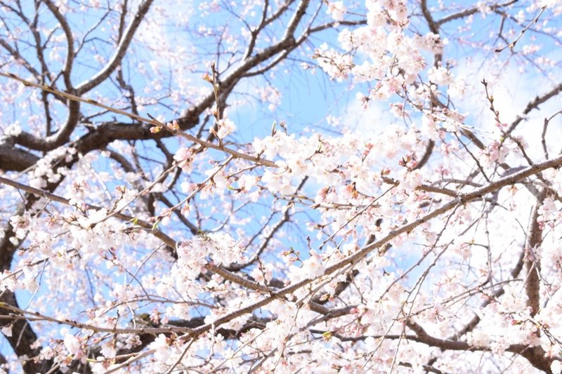 淡い青に惹かれる Sakura Note