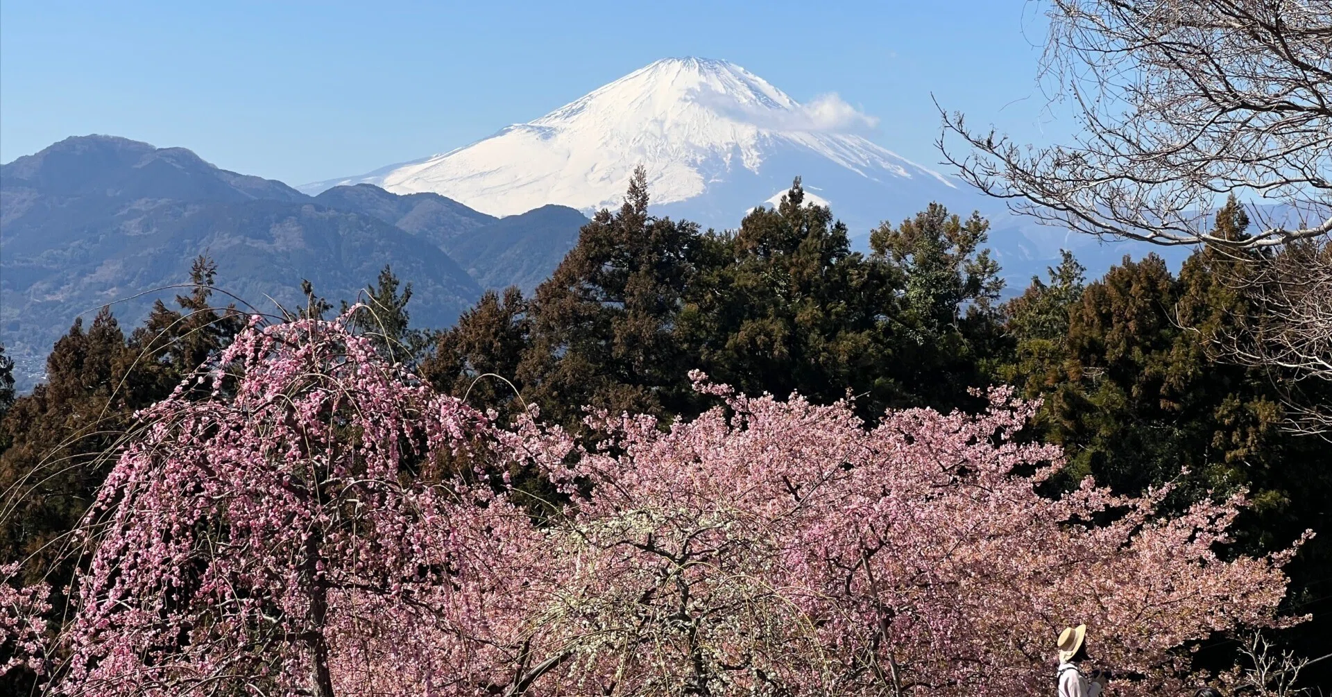 I went to the 27th Matsuda Cherry Blossom Festival! A spectacular