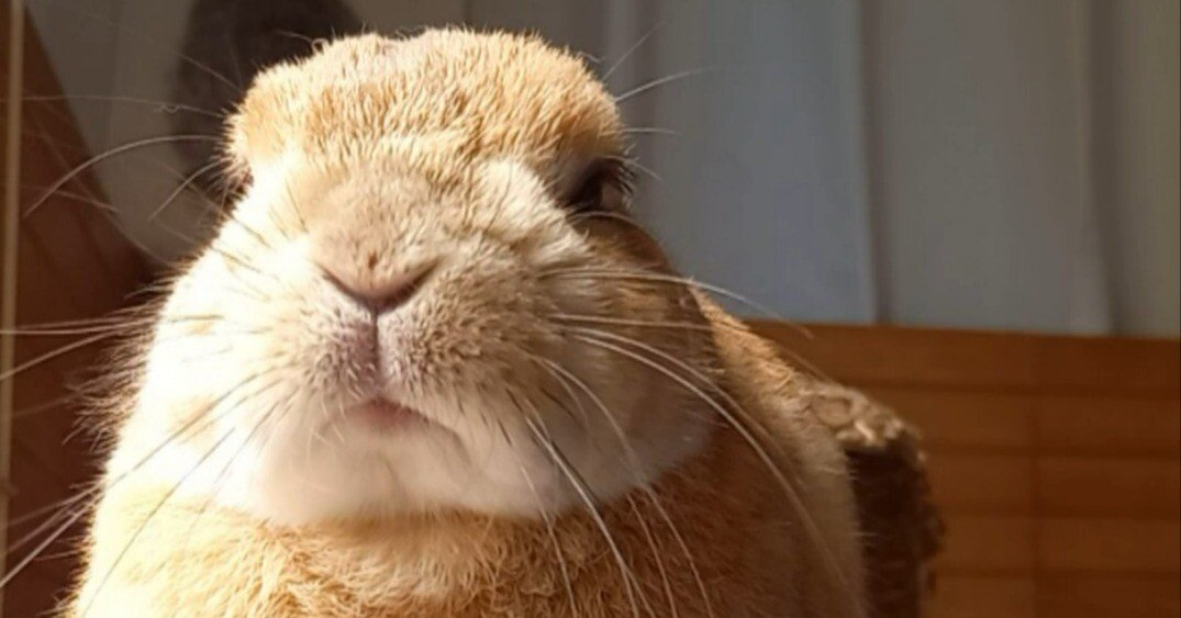 うさぎは今日も、偶然を拾う｜うさぎカフェ