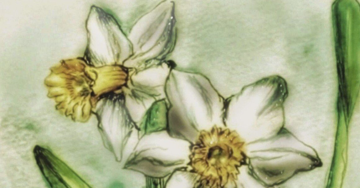 水仙』水彩画｜せきぞう、